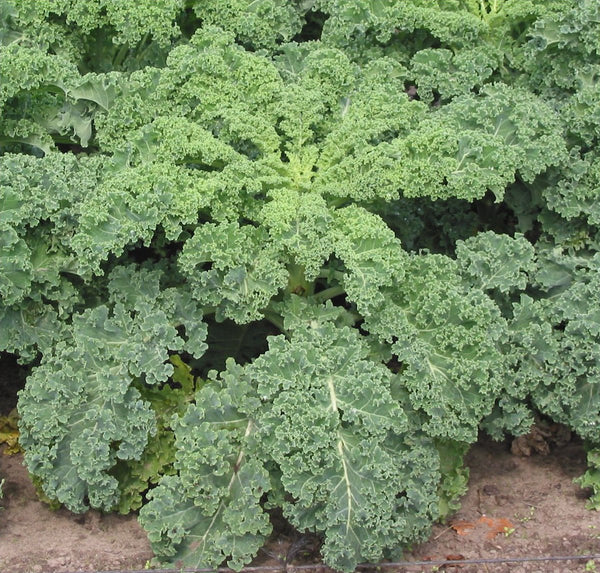 Green Paradise® Kale Seeds