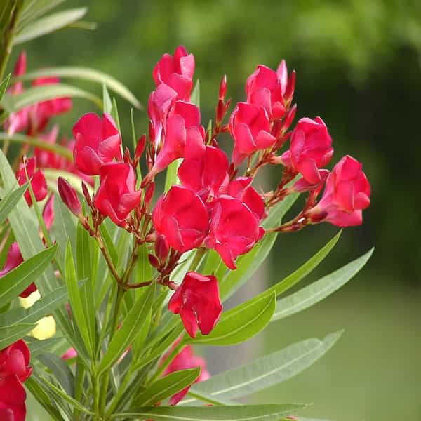 Kaner Plant Red