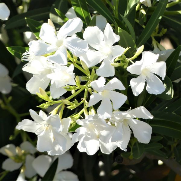 White Kaner Plant