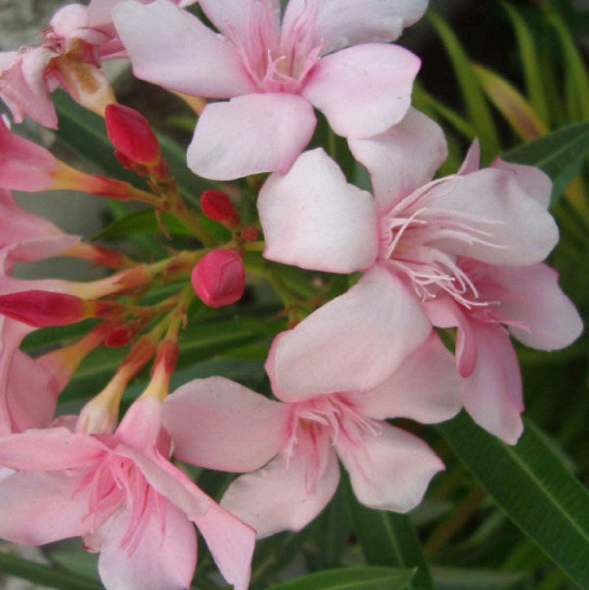 Kaner Plant Pink