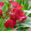 Kaner Plant Red