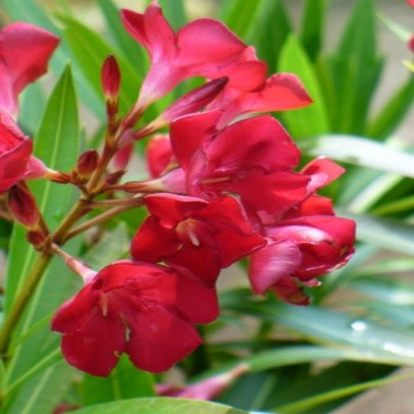 Red Nerium Oleander Kaner Dwarf  Live Healthy Plant