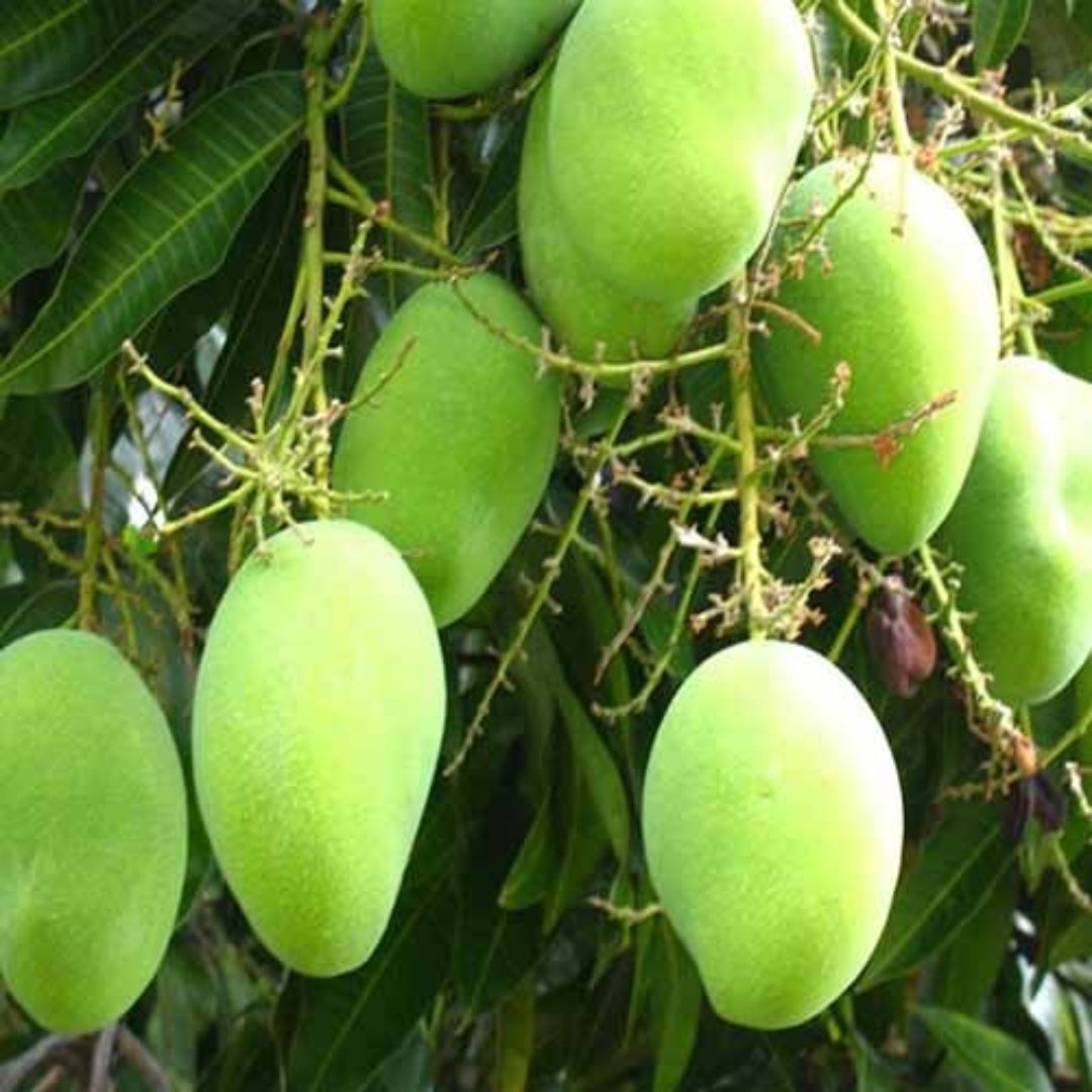 Exclusive original Kesar Mango Live Plant- Green Paradise Live