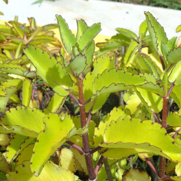 kidney stone plant, Patharchatta, Air plant, Kalanchoe Pinnata, Koppat, Ranapala Live Plant