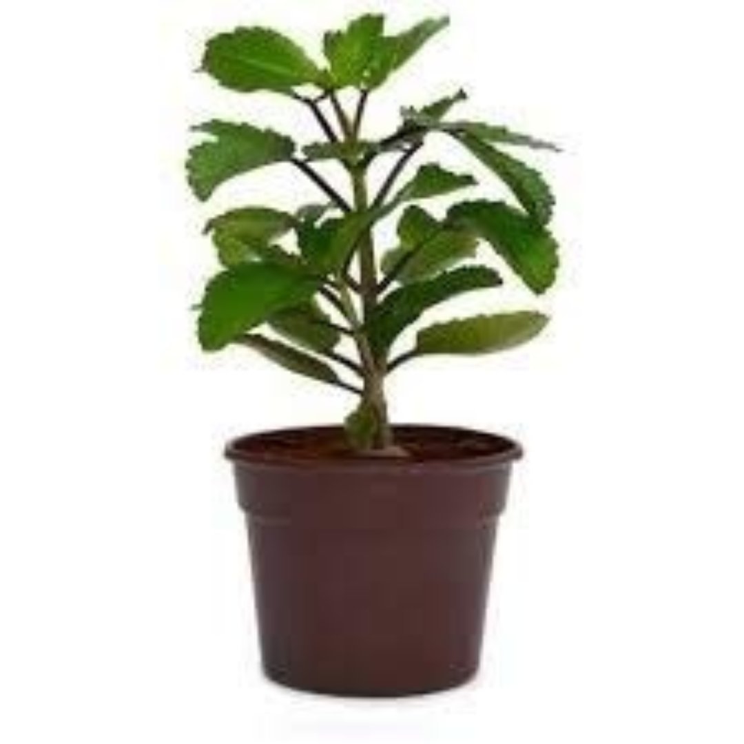 kidney stone plant, Patharchatta, Air plant, Kalanchoe Pinnata, Koppat, Ranapala Live Plant