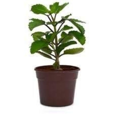 kidney stone plant, Patharchatta, Air plant, Kalanchoe Pinnata, Koppat, Ranapala Live Plant