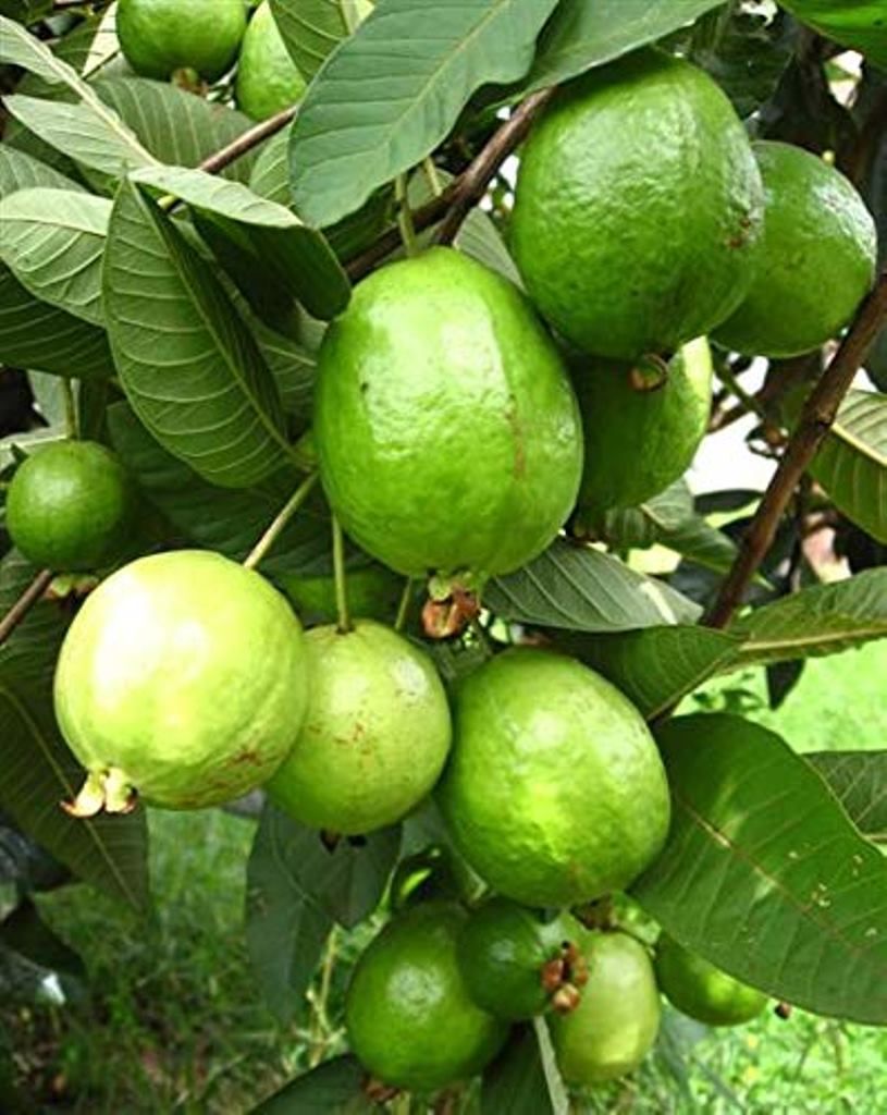 L-49 Guava Plant
