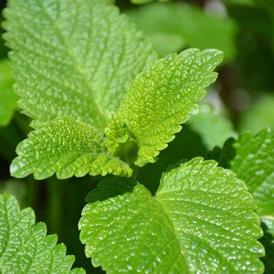 Lemon Balm Plant