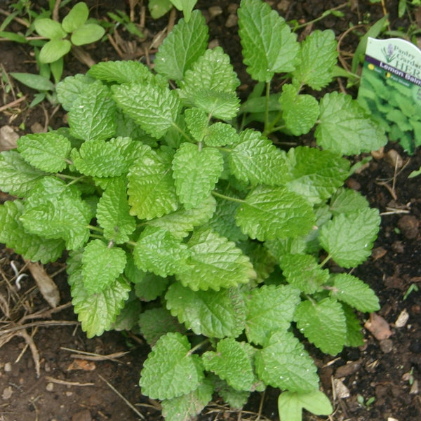 Lemon Balm Plant