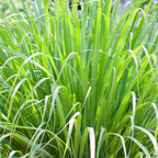 Lemon Grass Plant
