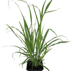 Lemon Grass Plant