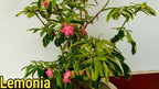 Green Paradise lemonia spectabilis varigated bonsai tree