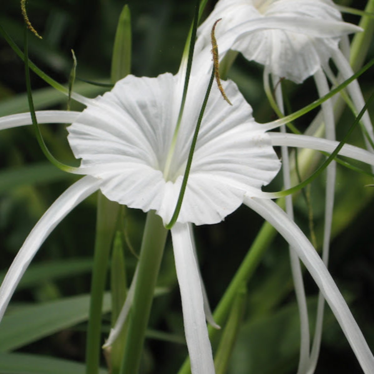 Green Paradise® Sudarshana Lily Crinum latifolium Beach Spider plant bulbs (set of 5 Bulbs)