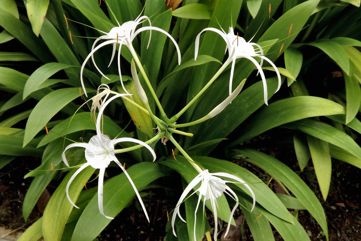 Green Paradise® Sudarshana Lily Crinum latifolium Beach Spider plant bulbs (set of 5 Bulbs)