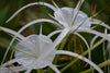 Green Paradise® Sudarshana Lily Crinum latifolium Beach Spider plant bulbs (set of 5 Bulbs)