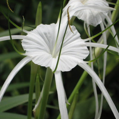 Green Paradise® Sudarshana Lily Crinum latifolium Beach Spider plant bulbs (set of 5 Bulbs)