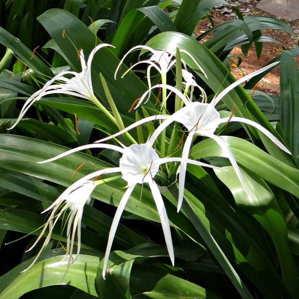 Green Paradise® Sudarshana Lily Crinum latifolium Beach Spider plant bulbs (set of 5 Bulbs)