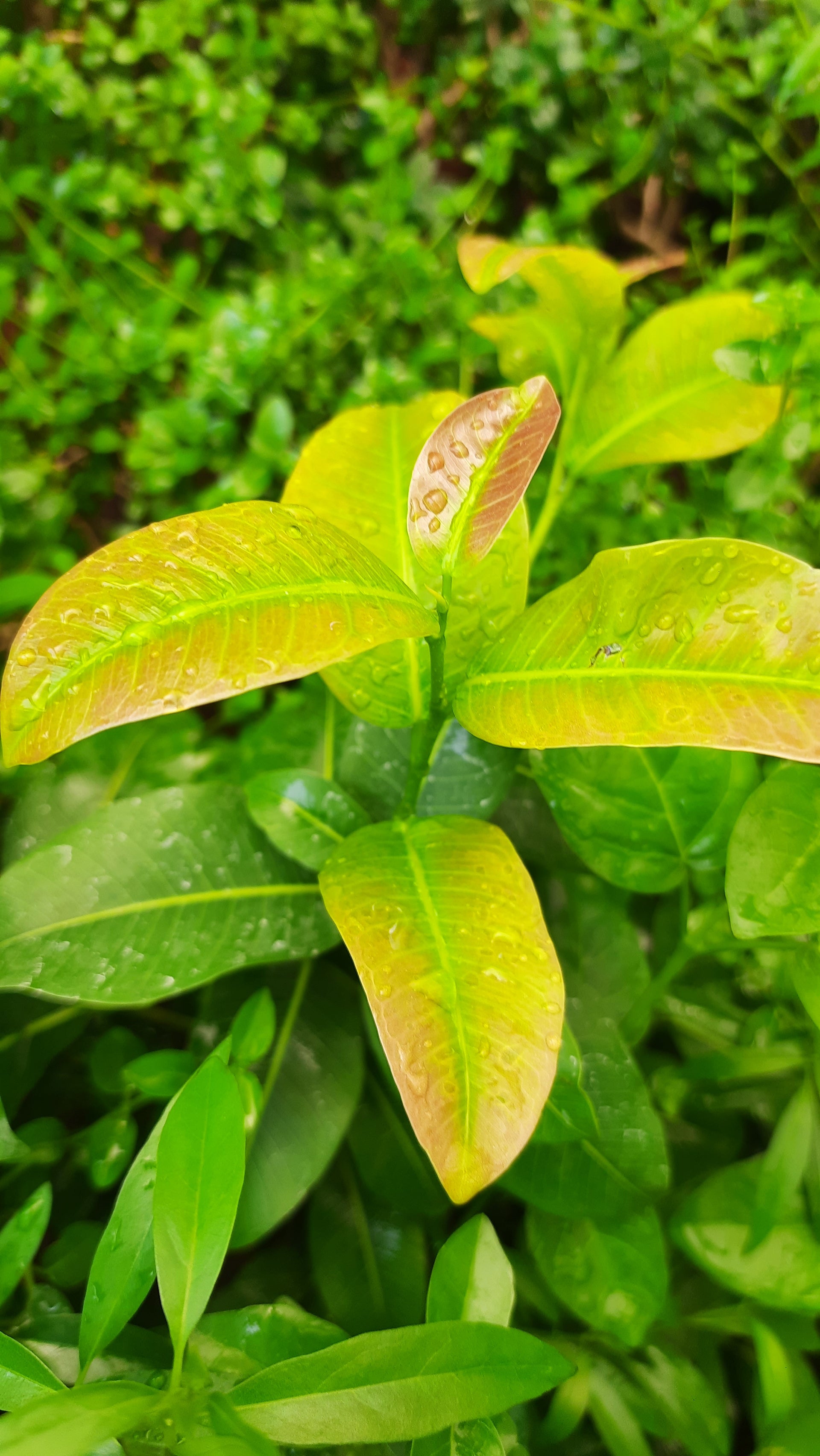 Lipstic Ficus Pilkhan Lipstick Live  Sapling plant in a pot For Bonsai Beginers