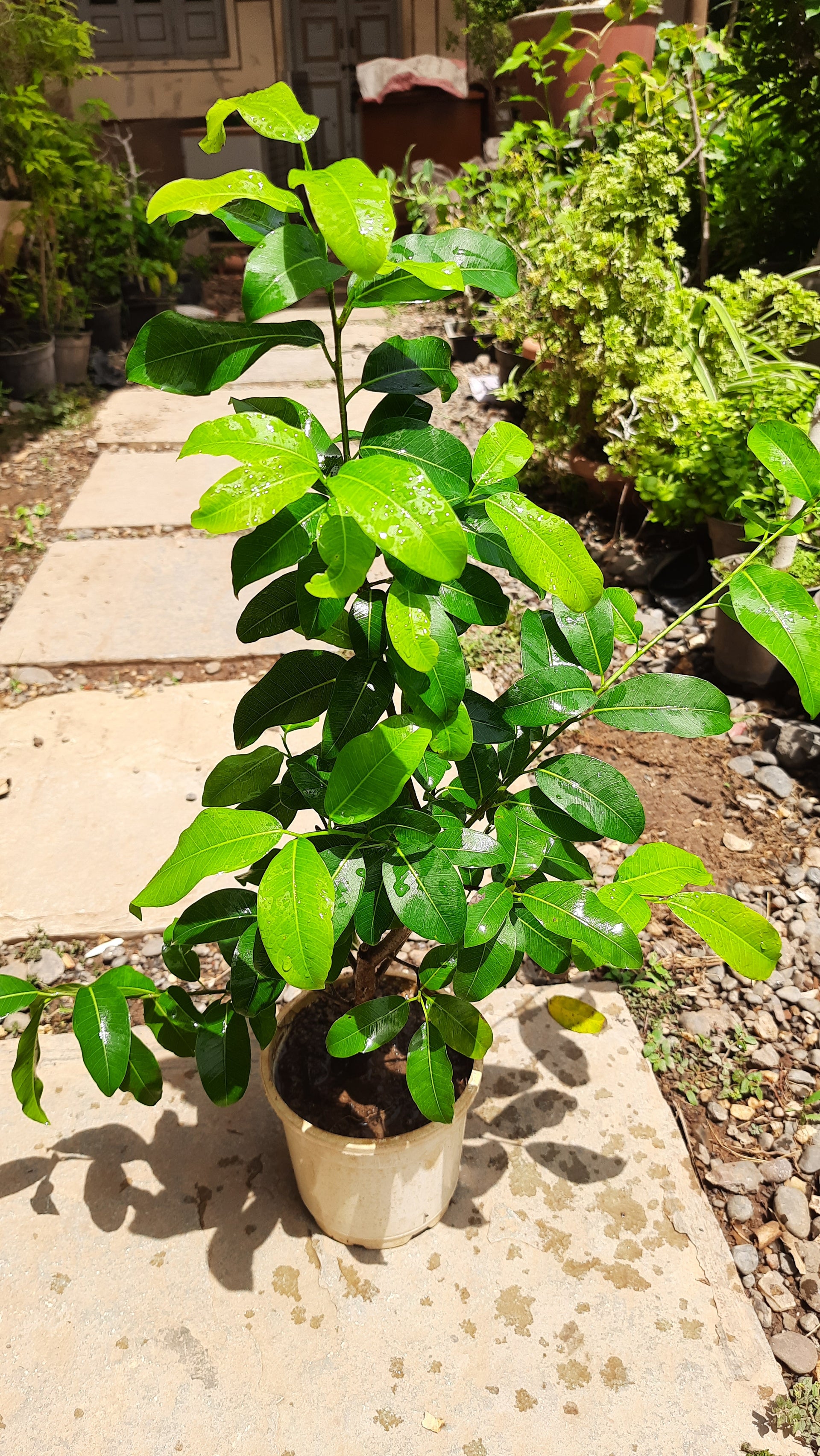 Lipstic Ficus Pilkhan Lipstick Live  Sapling plant in a pot For Bonsai Beginers