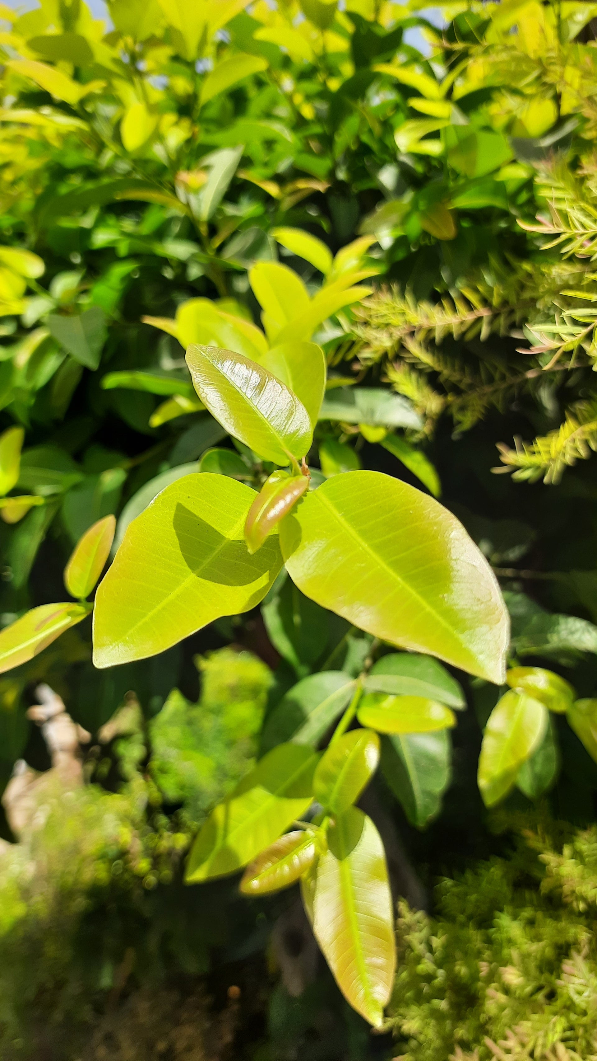 Lipstic Ficus Pilkhan Lipstick Live  Sapling plant in a pot For Bonsai Beginers