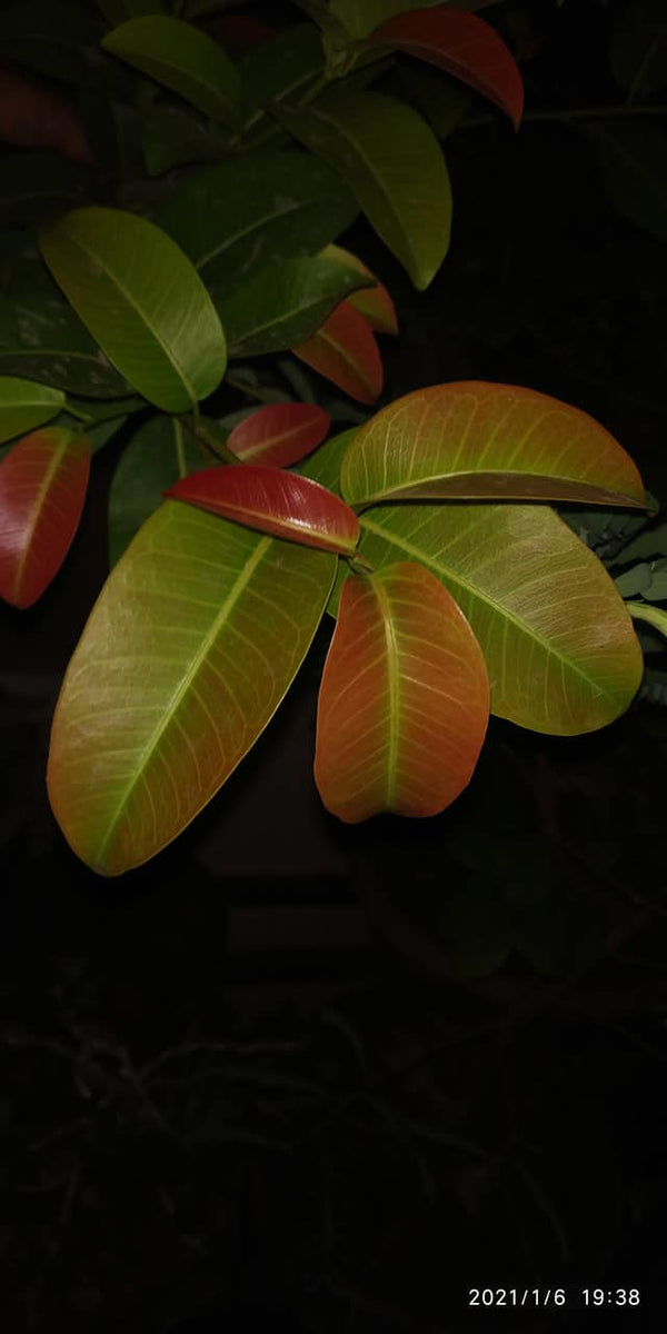 Ficus Lipstick Live Bonsai Tree With PLastic Bonsai Pot PIlkhan Ficus Bonsai tree