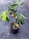 live litchi Plant Suitable For bonsai