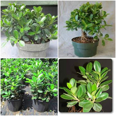 Ficus Long Island Pre Bonsai Plant