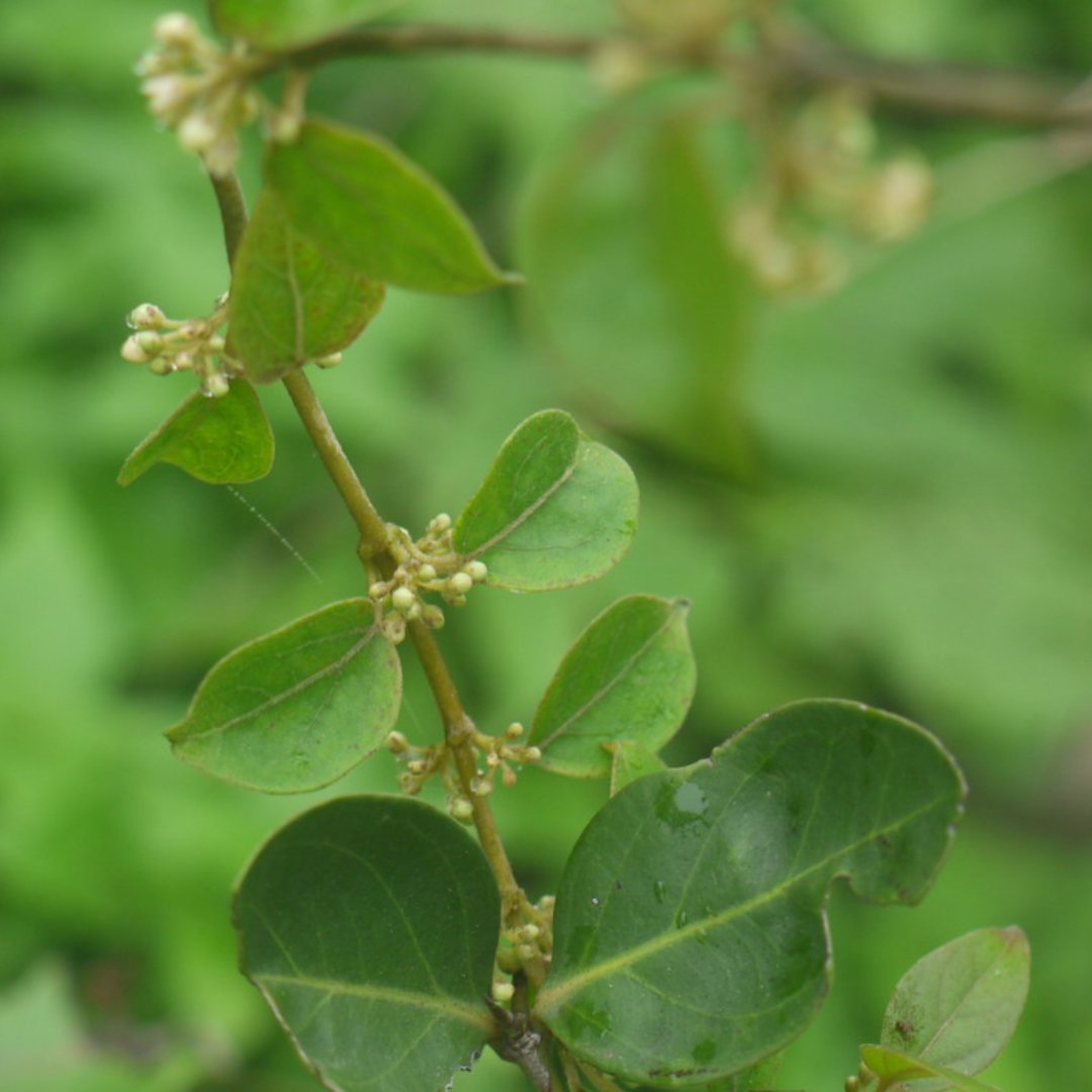 Madhunashini Live And Healthy Plant - Buy Online