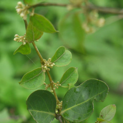 Madhunashini Live And Healthy Plant - Buy Online