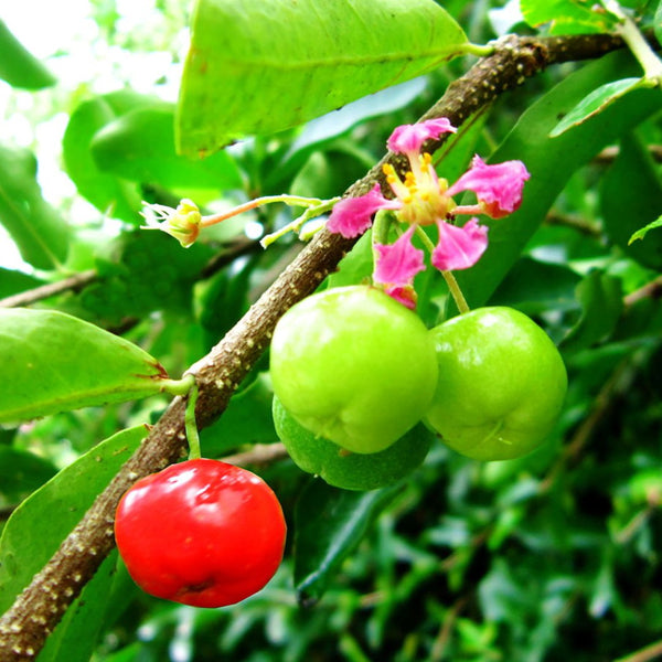 Malpighia punicifolia Dwarf Barbados Cherry bonsai live tree