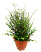 malpighia coccigera sapling plant for bonsai