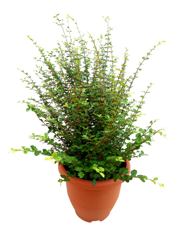 malpighia coccigera sapling plant for bonsai