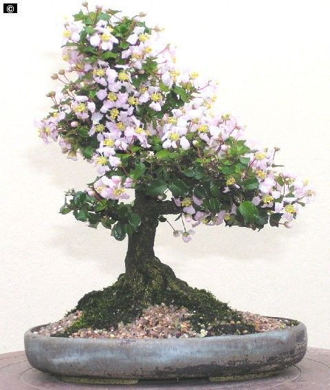 malpighia coccigera bonsai mame bonsai with ceramic bonsai pot