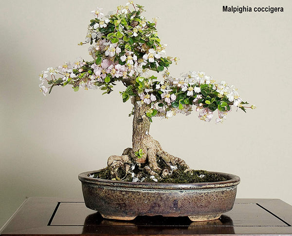 malpighia coccigera bonsai mame bonsai with ceramic bonsai pot
