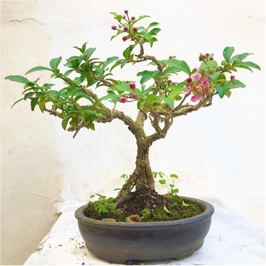 Bonsai Japanese Cherry Blossom Bonsai Tree Malpighia punicifolia, Dwarf Barbados Cherry bonsai live tree