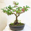 Malpighia punicifolia Dwarf Barbados Cherry bonsai live tree