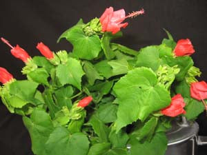 Mini Sleeping Hibiscuss Malvaviscus Compacta Bonsai Sappling Live Plant
