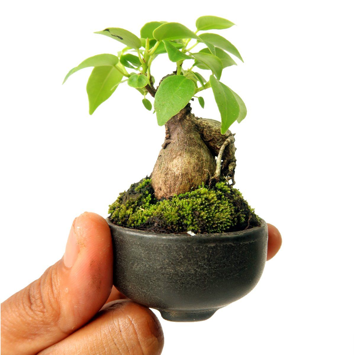 Green Paradise® ceramic mame bonsai pots (set of 3) random sizes
