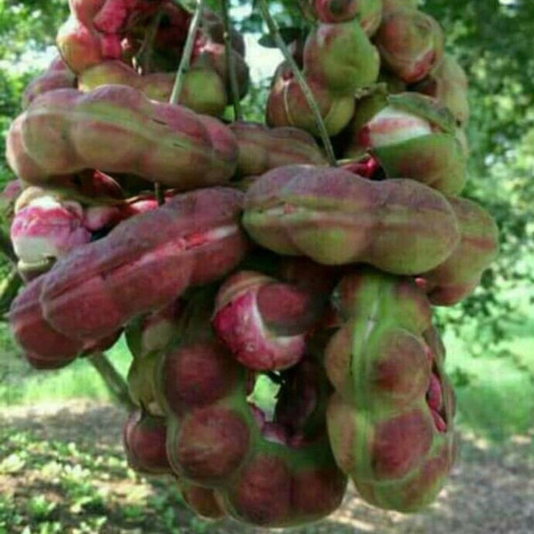 Green Paradise Manila Tamarind  Camachile sweet fruit live plant