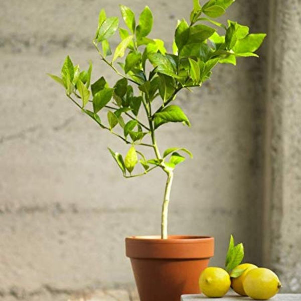 meyer lemon original F1plants
