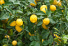 meyer lemon original F1plants