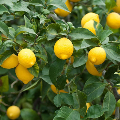 meyer lemon original F1plants