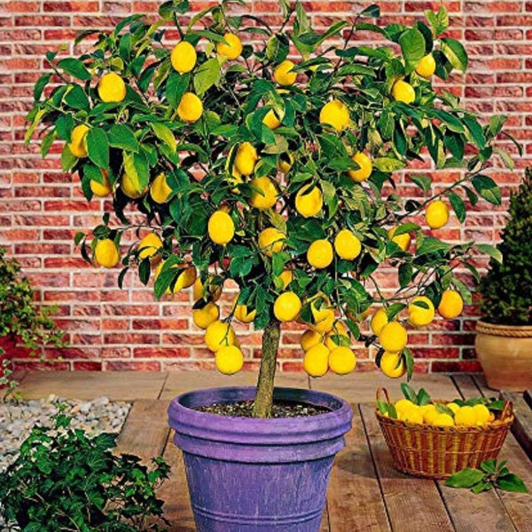 meyer lemon original F1plants