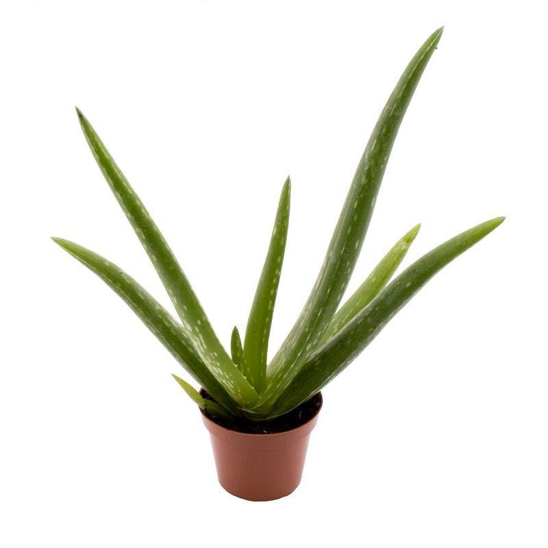 Mini Aloe Vera Live Plant