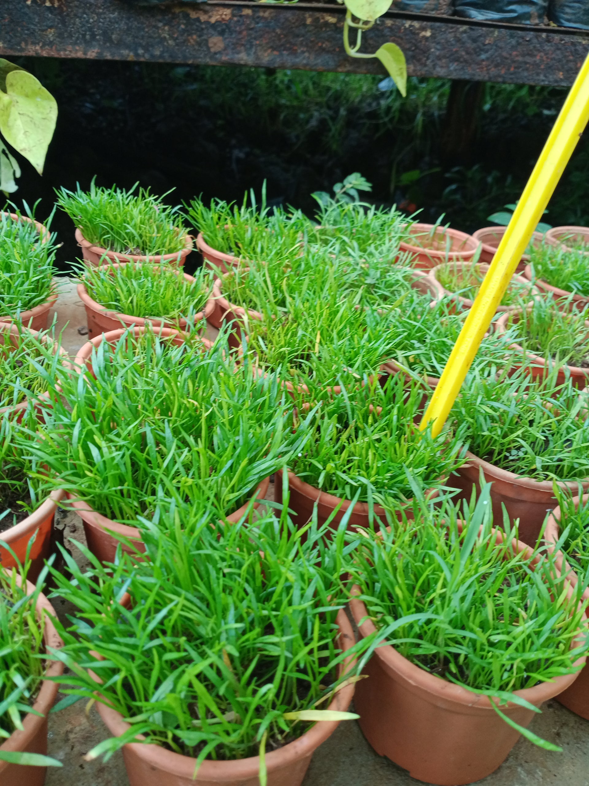 Mini Manda Grass For Bonsai Terrariums Mini Potted Gardens And Mini Landscapes