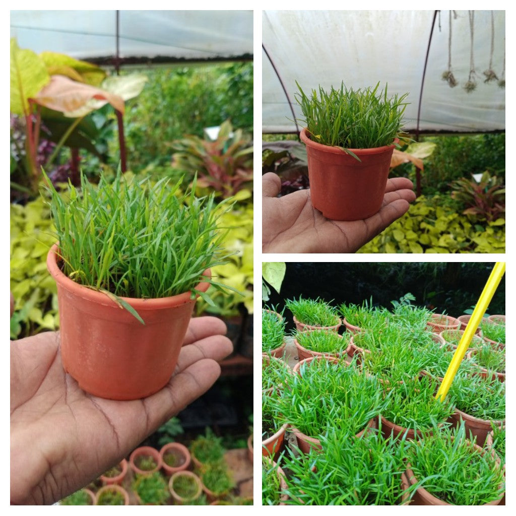 Mini Manda Grass For Bonsai Terrariums Mini Potted Gardens And Mini Landscapes