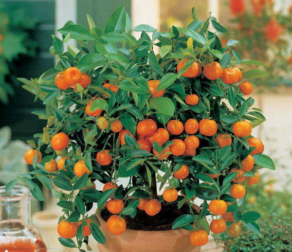 Mini Chinese Orange Seeds (pack of 10) Suitable for Bonsai with free Soil Media for Growing