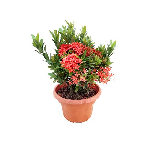 mini ixora red live plant