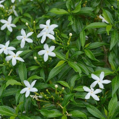 Mini tagar (chinese crepe jasmine) live plant