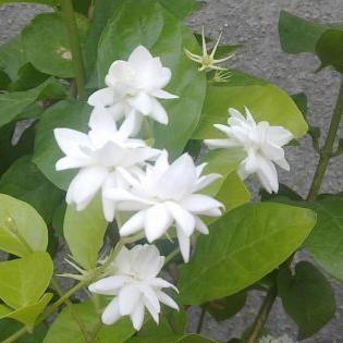 Green Paradise Live-Jasmine Mogra live Plant
